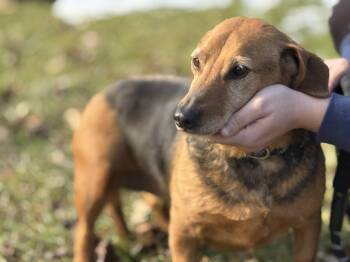 Dachshund Dogs Available for Adoption - Lucille | PetCurious