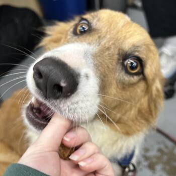 Australian Shepherd Dogs Available for Adoption - AMBER | PetCurious