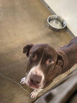 Bailey* -  Labrador Retriever and Mixed Breed Dog for Adoption in Belton, Texas - Bailey* | PetCurious