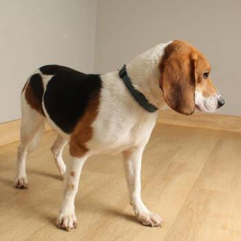 Rocket D70356 -  Beagle and None Dog for Adoption in Minnetonka, Minnesota - Rocket D70356 | PetCurious