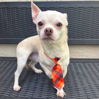 Chihuahua Dogs Available for Adoption in Titusville, Florida - Rocky | PetCurious