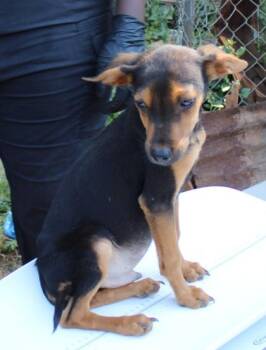 Chihuahua and Mixed Breed Dogs Available for Adoption in Seneca, South Carolina - Tiny 6 | PetCurious