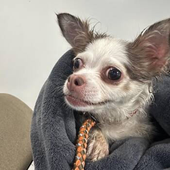 Pretzel -  Mixed Breed Dog for Adoption in Tunkhannock, Pennsylvania - Pretzel | PetCurious