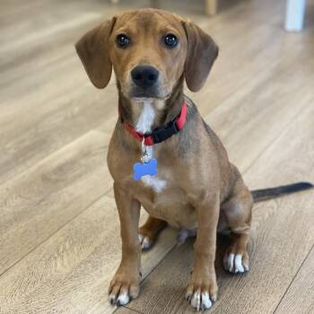 Mr. Wiggles -  Hound Dog for Adoption in Chesapeake, Virginia - Mr. Wiggles | PetCurious
