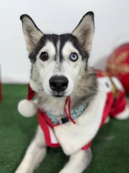Husky and Mixed Breed Dogs Available for Adoption in Carlsbad, California - Nini-One Of Our Amazing Rescue Dogs | PetCurious