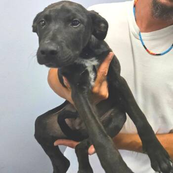 Jesse -  Mixed Breed Dog for Adoption in Idaho Falls, Idaho - Jesse | PetCurious