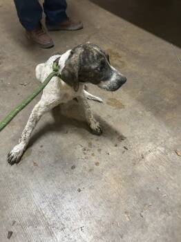 Rescue Labrador Retriever and Australian Cattle Dog Blue Heeler Dogs for Adoption in Hot Springs, Arkansas - Clint | PetCurious