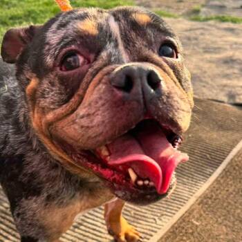 Bulldog Dogs Available for Adoption in Plainfield, Illinois - Ruby | PetCurious