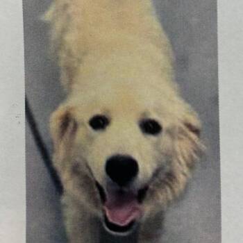 Turtle -  Mixed Breed Dog for Adoption in Wilmington, Delaware - Turtle | PetCurious
