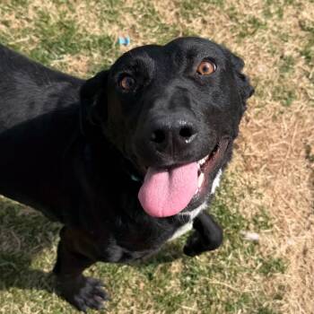 Labrador Retriever and Hound Dogs Available for Adoption - Lucy | PetCurious