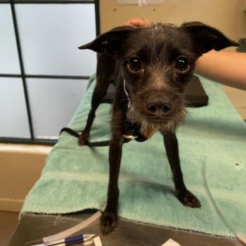Paleta -  Terrier Dog for Adoption in Pasadena, California - Paleta | PetCurious