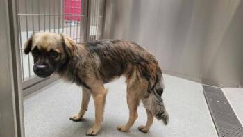 BERGER -  Papillon and Mixed Breed Dog for Adoption in Tustin, California - BERGER | PetCurious