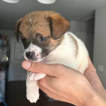 Zinnia -  Mixed Breed Dog for Adoption in Bentonville, Arkansas - Zinnia | PetCurious