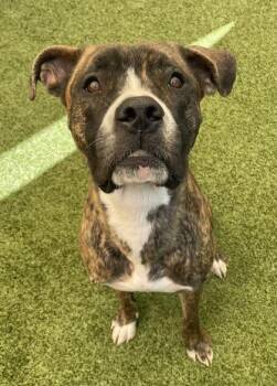 Zaria -  Mixed Breed and Boxer Dog for Adoption in Fort Worth, Texas - Zaria | PetCurious