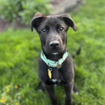 Black Labrador Retriever Dogs Available for Adoption in Grafton, Ohio - Slugger | PetCurious