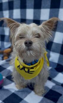 Yorkshire Terrier Dogs Available for Adoption - Tucker | PetCurious