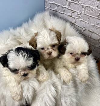 Shih Tzu Dogs Available for Sale - Babies | PetCurious