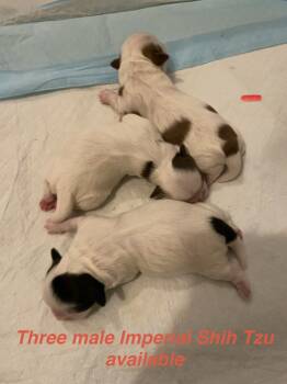 Shih Tzu Dogs Available for Sale - Babies | PetCurious