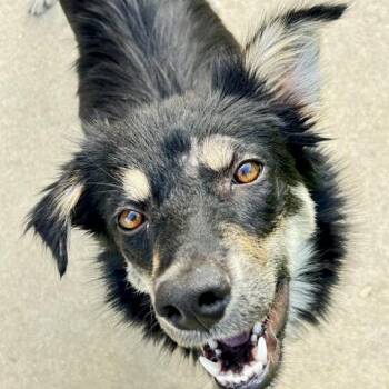 Doralee -  Mixed Breed Dog for Adoption in Buffalo, Minnesota - Doralee | PetCurious