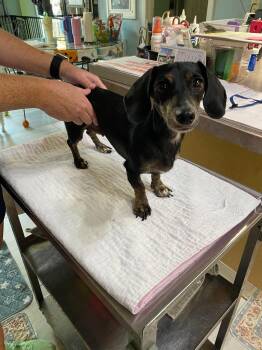 Short Stack (NOT YET AVAILABLE) -  Dachshund Dog for Adoption in Benton, Louisiana - Short Stack (NOT YET AVAILABLE) | PetCurious