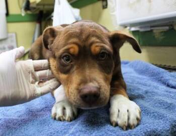 Border Collie and Mixed Breed Dogs Available for Adoption in Picayune, Mississippi - Zavian | PetCurious
