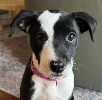 Rescue Mixed Breed Dogs for Adoption in Georgetown, Kentucky - Lucky | PetCurious