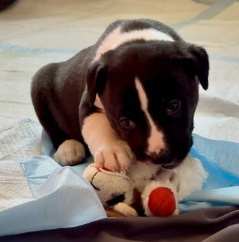 Rescue German Shepherd Dog and Labrador Retriever Dogs for Adoption - Puppy Pebbles | PetCurious