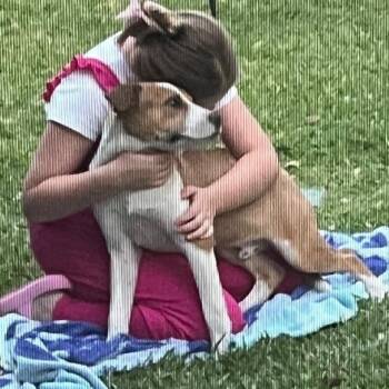 Rescue Terrier and Mixed Breed Dogs for Adoption in Houston, Texas - Benie | PetCurious
