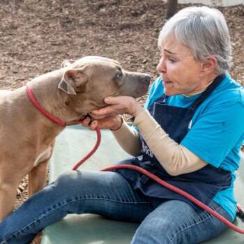 Mixed Breed Dogs Available for Adoption in Chamblee, Georgia - Liam- IN FOSTER | PetCurious