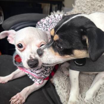 MYA -  Chihuahua and Schnauzer Dog for Adoption in Union City, Pennsylvania - MYA | PetCurious