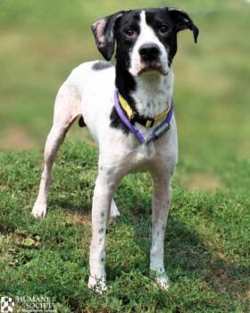 ENZO -  Labrador Retriever and Pit Bull Terrier Dog for Adoption in Hagerstown, Maryland - ENZO | PetCurious