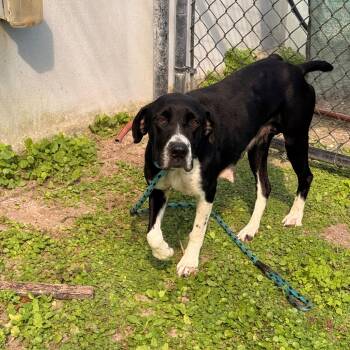 Mixed Breed Dogs Available for Adoption - Ashley | PetCurious