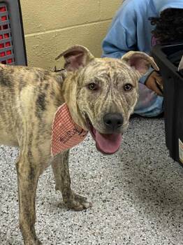 Rescue Pit Bull Terrier and German Shepherd Dog Dogs for Adoption in St. Clair Shores, Michigan - Gus | PetCurious