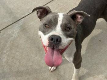 CHEEZ-IT -  Pit Bull Terrier and Mixed Breed Dog for Adoption in Tulsa, Oklahoma - CHEEZ-IT | PetCurious