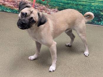 Pug and Mixed Breed Dogs Available for Adoption in Moreno Valley, California - KIPPER | PetCurious