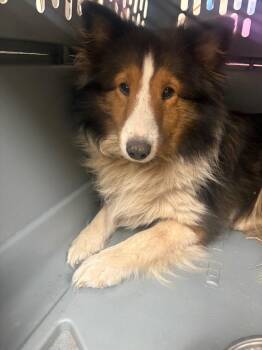 Lady Bridgerton -  Shetland Sheepdog Sheltie Dog for Adoption in Findlay, Ohio - Lady Bridgerton | PetCurious