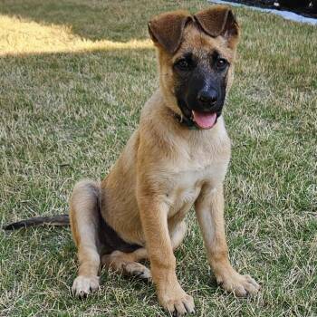 German Shepherd Dog and Labrador Retriever Dogs Available for Adoption in Fayetteville, Georgia - Flynn | PetCurious