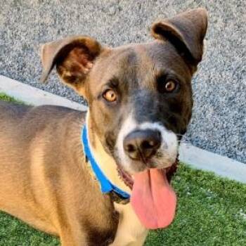 SAVE ME PLEASE HANSEL - IDA553670 -  Great Dane Dog for Adoption in San Marcos, California - SAVE ME PLEASE HANSEL - IDA553670 | PetCurious