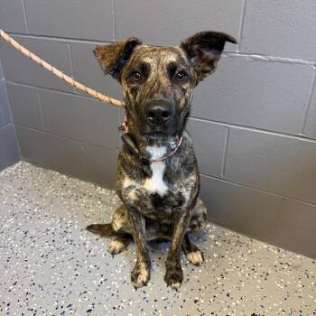 Shepherd and Mountain Cur Dogs Available for Adoption in Tuscaloosa, Alabama - TUSC-Stray-84172 | PetCurious