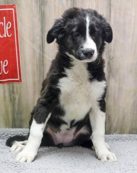 Serena -  Hound Dog for Adoption in Casa Grande, Arizona - Serena | PetCurious