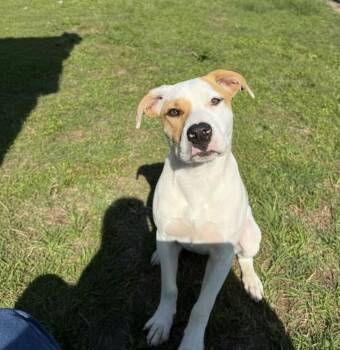American Bulldog Dogs Available for Adoption in Hillsdale, New York - Buster | PetCurious