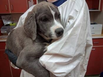 Pit Bull Terrier and Mastiff Dogs Available for Adoption in Colorado Springs, Colorado - JASON | PetCurious