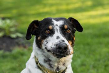 Kiko -  Mixed Breed Dog for Adoption in Mississauga, Ontario - Kiko | PetCurious