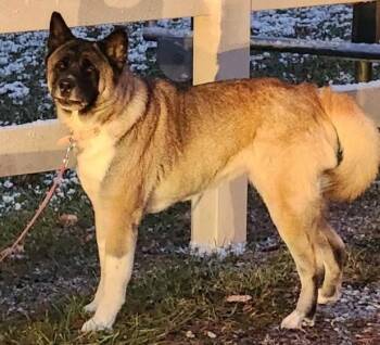 Rescue Akita Dogs for Adoption in Greencastle, Indiana - Sam | PetCurious