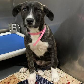 TARI -  Mixed Breed Dog for Adoption in Memphis, Tennessee - TARI | PetCurious