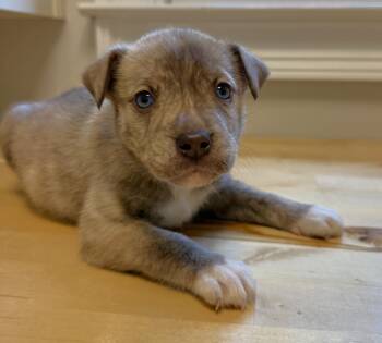 Pit Bull Terrier and Siberian Husky Dogs Available for Adoption in Winder, Georgia - Tully 2026-212 | PetCurious
