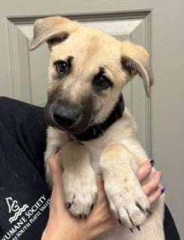 Chai -  Shepherd Dog for Adoption in Littleton, Colorado - Chai | PetCurious