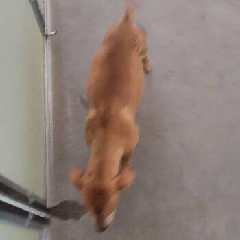 Rescue Mixed Breed Dogs for Adoption in Las Cruces, New Mexico - Maple | PetCurious