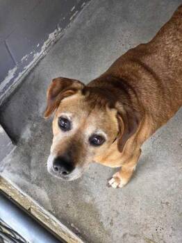 Redbone Coonhound Dogs Available for Adoption in Marshall, North Carolina - Ma Barker | PetCurious