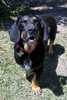 CARLA -  Basset Hound and German Shepherd Dog Dog for Adoption in Hamilton, New Jersey - CARLA | PetCurious